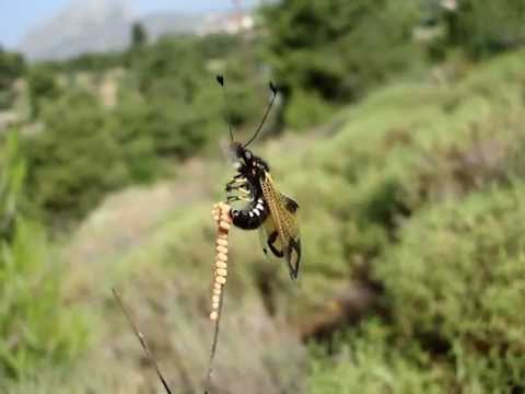AMAZING INSECT