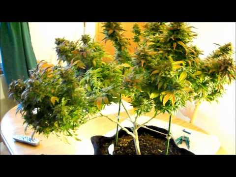 DAYTRIPPING'S 4 PATIENT MEDICAL GROW HARVEST DAY 66 PURPLE DIESEL & PICTURE'S OF LA PURE KUSH!