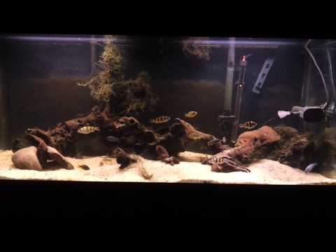 African cichlid tank before rocks