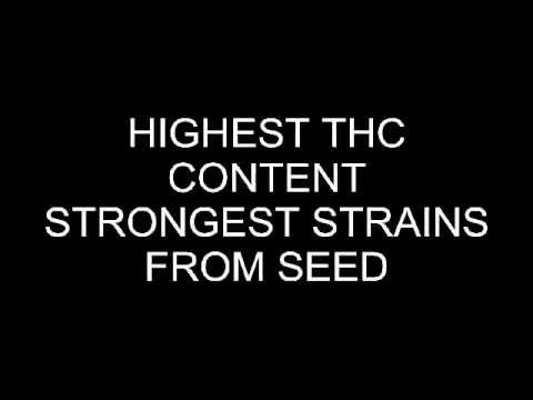 List of the 10 Strongest Highest THC Content Strains That You Can ACTUALLY Buy