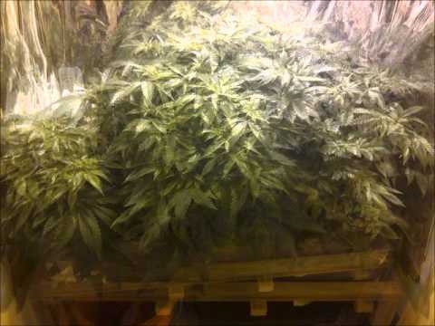 White Widow and Jack Herer cannabis small closet grow week 0-8.wmv