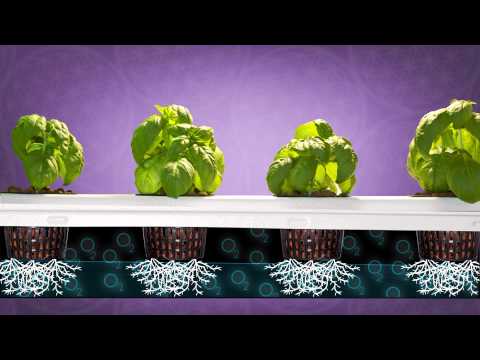 Automated Grow Room Hydroponic Grow Tent Set Up