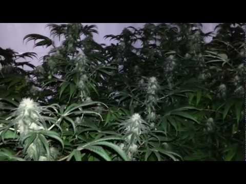 Indoor Marijuana Grow- Bubblegum, Pineapple Express, Island Fire, Trainwreck (1080p HD)