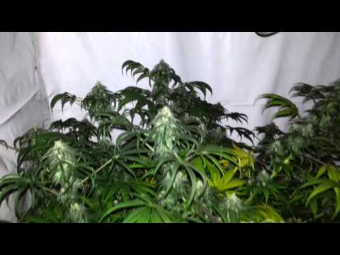 Indoor Marijuana Grow Room- Pineapple Express Bubblegum Island Fire Trainwreck 1080p HD