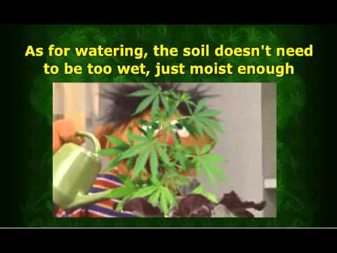 How to Grow Weed Indoors