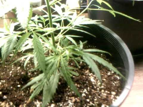 1 Plant of Medical Marijuana Jack Herer Plant