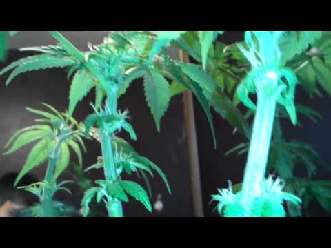 Marijuana plants day 58(Flowering day 25)