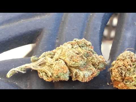 STRAIN HD some close shots of california medicinal