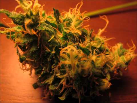 Northern Lights Marijuana Grow Harvest Big Buds 2 ounces dried dank weed