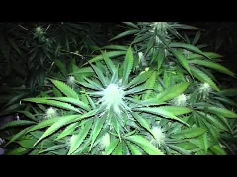 Indoor Marijuana Grow Room- Pineapple Express, Bubblegum, Island Fire, 5 Weeks Till Harvest 1080p HD