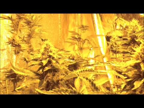 Marijuana Grow Update Dinafem Seeds OG Kush