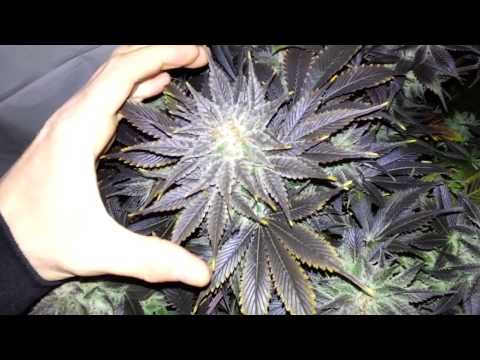 Indoor Marijuana Grow- Pineapple Express, Bubblegum, Island Fire, 1 Week Till Harvest 1080p HD