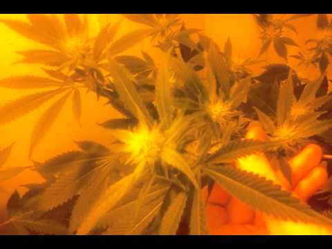Day 21 growing medical marijuana