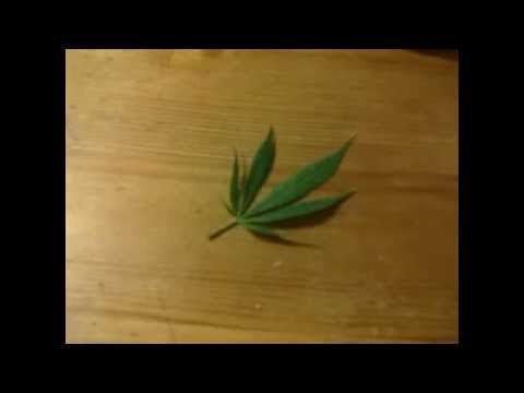 Marijuana leaf animation test