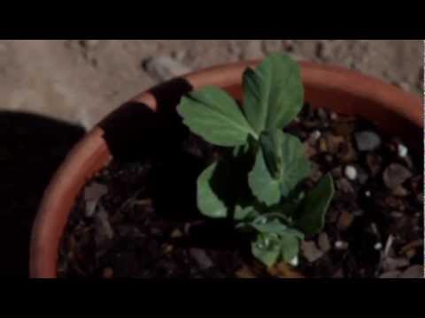 Garden Arizona: Episode 1 Garden Pea Disease Prevention and Examination