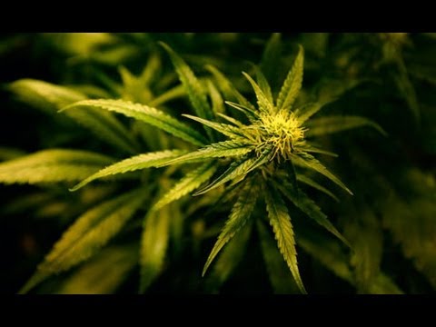 Cannabis - Documentary
