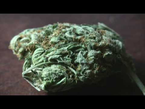 silver haze marijuana supermacro shot raynox 250 (HD)
