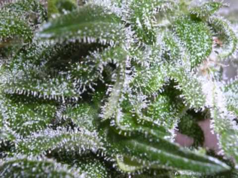 Ak-47 & Spectrum9 Cannabis grow