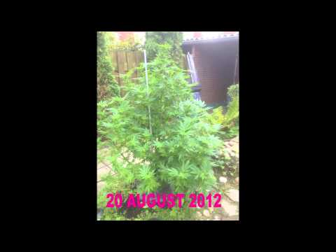 Marijuana Outdoor Grow - White Widow Female Seeds ...from start to finish