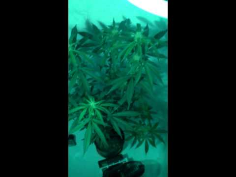 Growing Cannabis Night Video