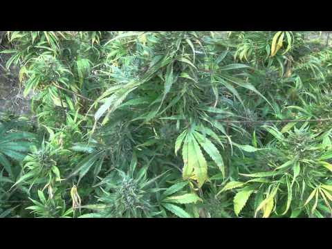 Shasta County Marijuana Garden 2012