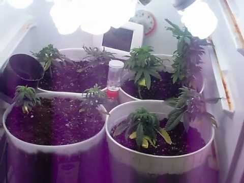 Marijuana refridgerator stealth grow