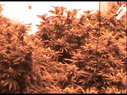 4000 watt Michigan Medical Marijuana Grow Indoor Garden