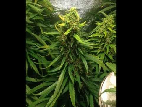 Ice Dream Grow - Green House Seeds (Ice x White Widow)