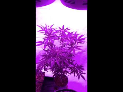 Growing Cannabis Update