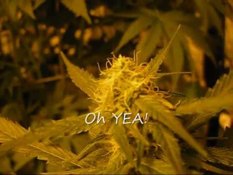 Marijuana, Flower day 7