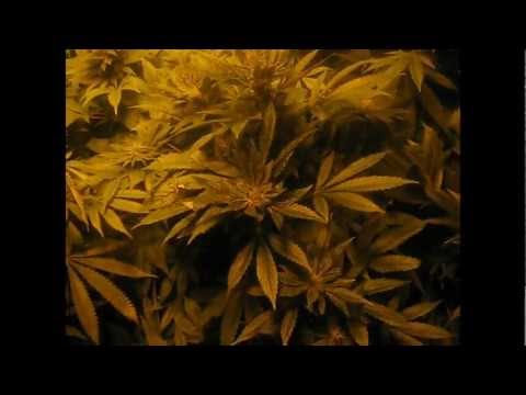 2010 marijuana coco (hydro) BUDGET GROW! :D