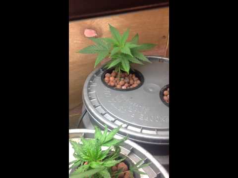 Vegetating plants and clones
