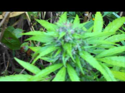 2012 New England Outdoor Marijuana Grow Medical Autoflower Short Season