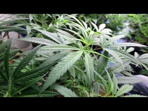 Cannabis Cultivation Documentary - Introduction To Indoor Growing