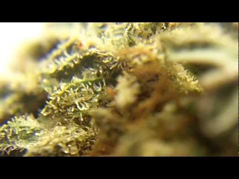 Ep 287 SoGauDa Prt 2 1080p Hd Soma Seeds Flower Review Medical Strain Weed  Buds