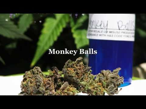 Monkey Balls medical marijuana - www.WeedYard.com