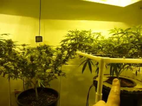 How to Grow DWC Cannabis pt 7