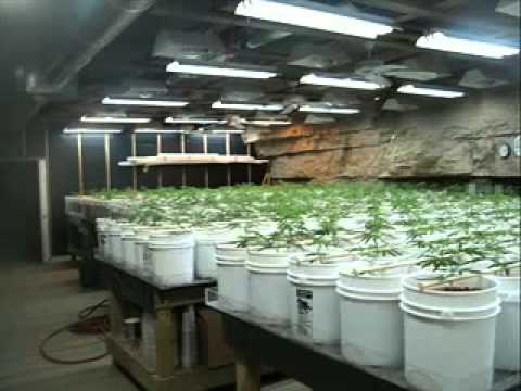 Secret Marijuana Indoor Grow-Op. Doing it BIG!