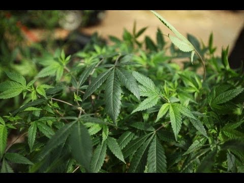 The Emerald triangle - The Legalization revolution of Cannabis in the USA