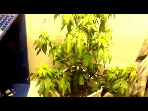 Growing marijuana, indoor grow( special thanks to ppl who help me)