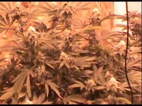 4000 watt grow Indoor hydroponic Michigan Medical Marijuana Garden