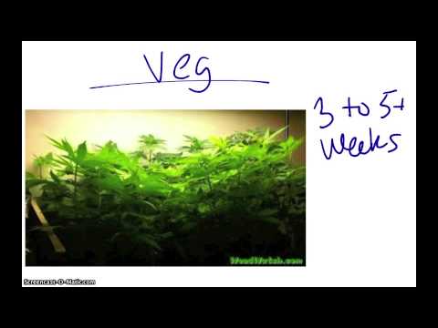 Growing Marijuana Indoors- A Beginners Guide