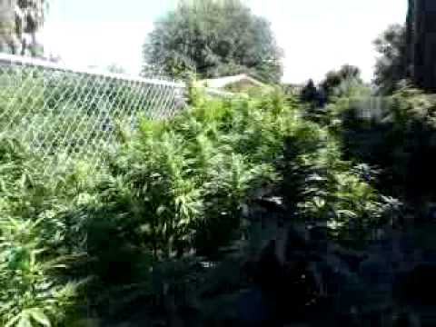 Marijuana garden. 2012