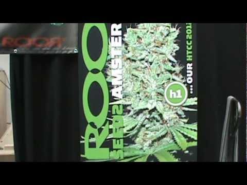 cannabis cup roor sign