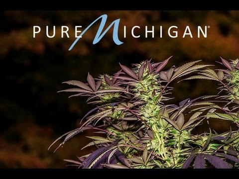 Michigan Medical Marijuana #2
