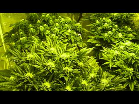 Cannabis Grow Tips #1 - Home Made Plant Spreaders