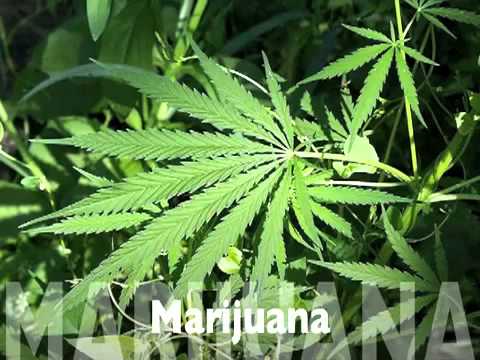 Marijuana - Dr. Peebles
