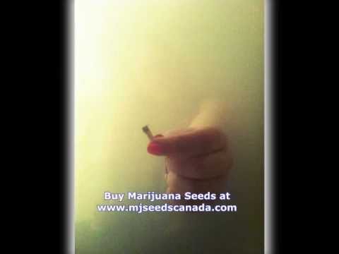 buy marijuana seeds online