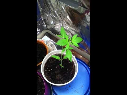 Cannabis 13 day old marijuana plants