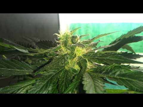 Marijuana plants day 73(Flowering day 40)